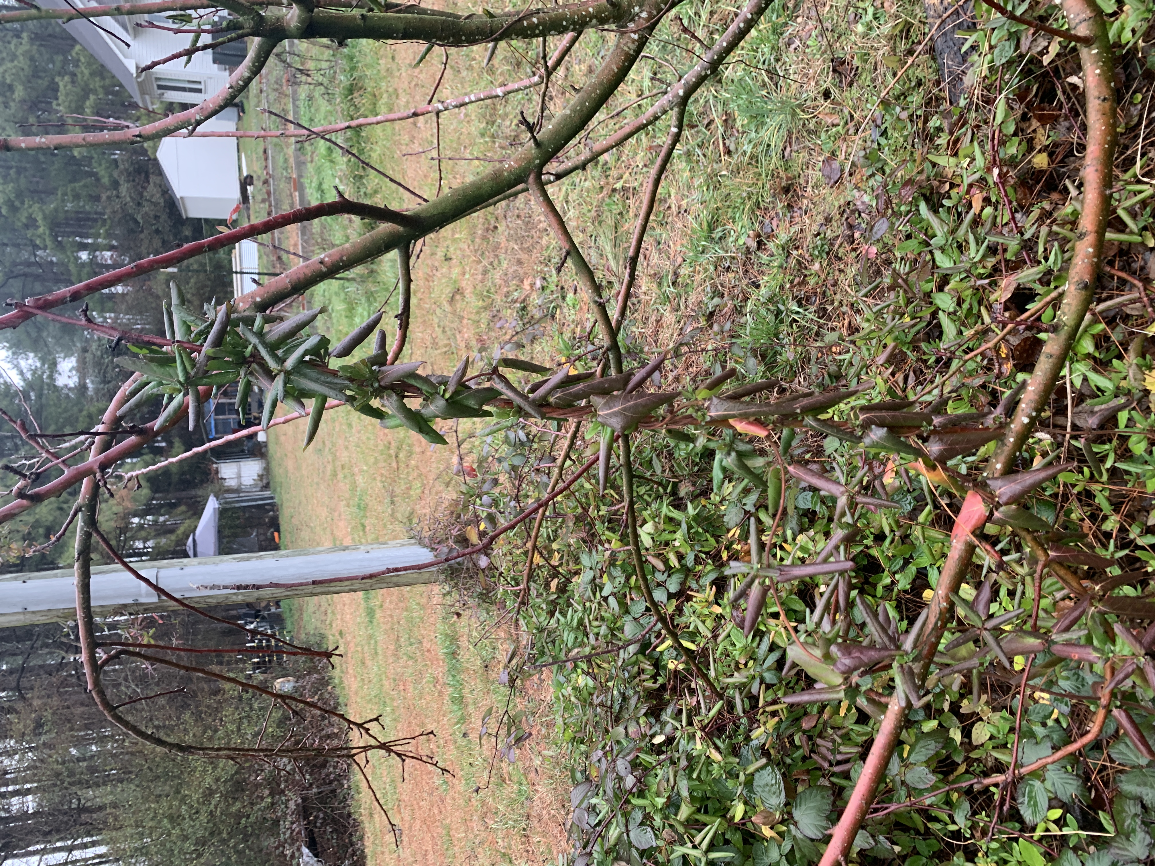 pruning